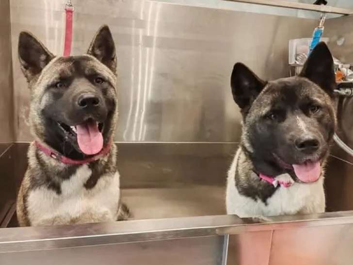 À la recherche d'un foyer : chienne grise et blanche