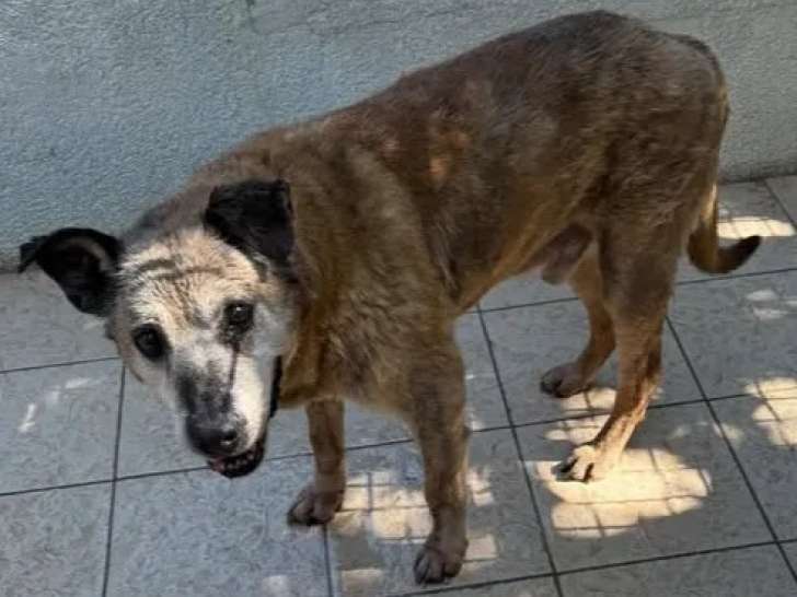 Chien bringé à adopter