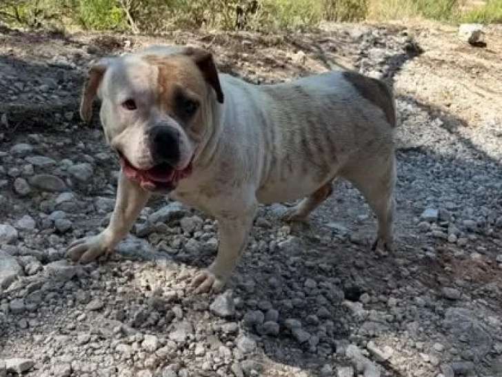 Chienne American Bully de 3 ans en attente d'une famille