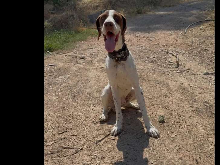Chien Braque marron et blanc à accueillir