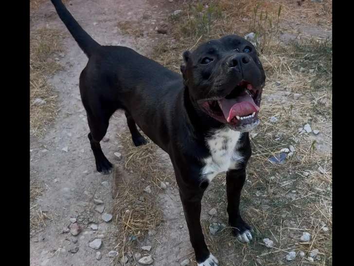 Chien Dogue de 2 ans en quête d'une famille