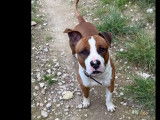 Adoption disponible : chien Dogue marron et blanc