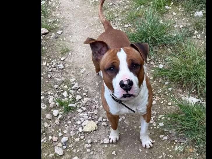 Adoption disponible : chien Dogue marron et blanc