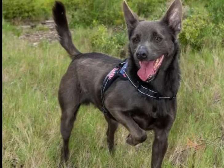 À adopter, chien au pelage noir