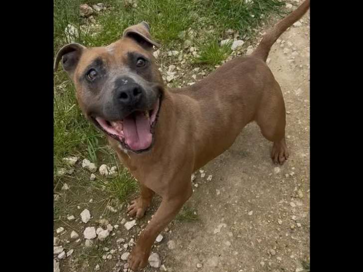 En attente d'adoption, chien Dogue marron