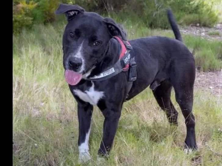 Prêt pour l’adoption, chien Dogue noir avec marque blanche
