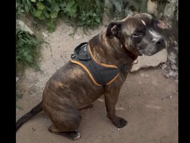 En attente d'un foyer, chien Dogue bringé