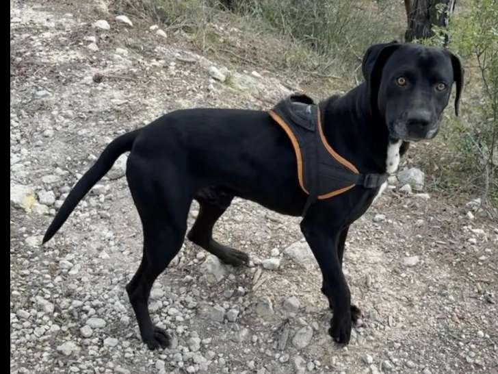 À accueillir, chien Labrador de 5 ans