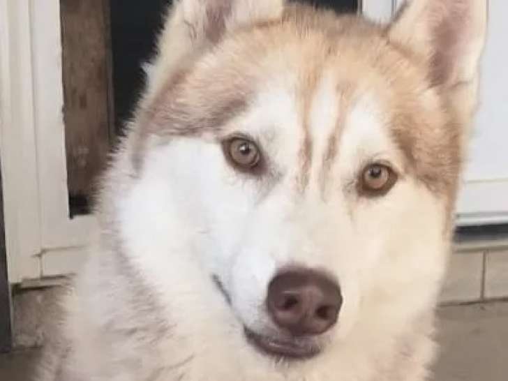 En quête d'un foyer, chien Husky Sibérien tricolore