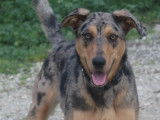 Adoption disponible : chienne Beauceron d'un an