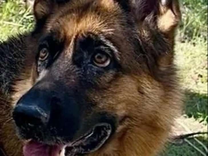 À la recherche d'un foyer, chienne Berger Allemand de 4 ans
