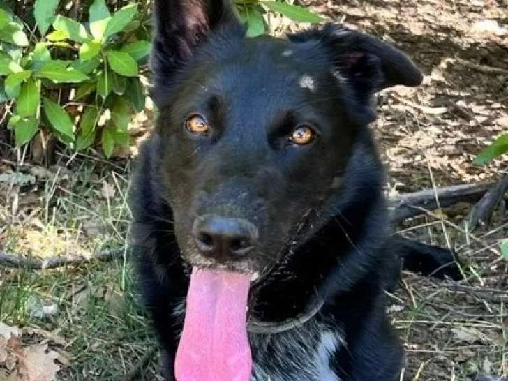 À adopter : chienne Berger de 2 ans