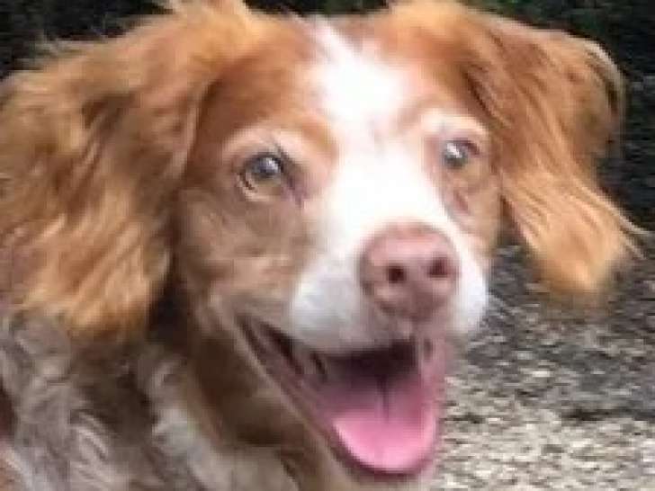 En attente d'adoption : chien Épagneul Breton de 11 ans