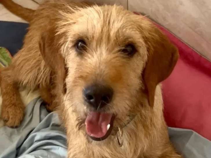 Prêt pour l'adoption : chien Fauve de Bretagne d'un an