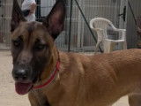 En attente d’un foyer : chienne Berger Malinois fauve