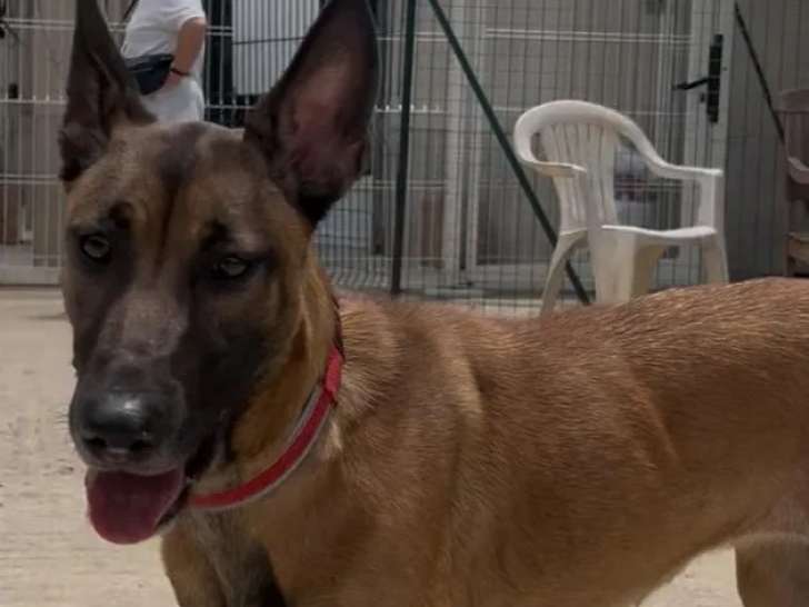 En attente d’un foyer : chienne Berger Malinois fauve