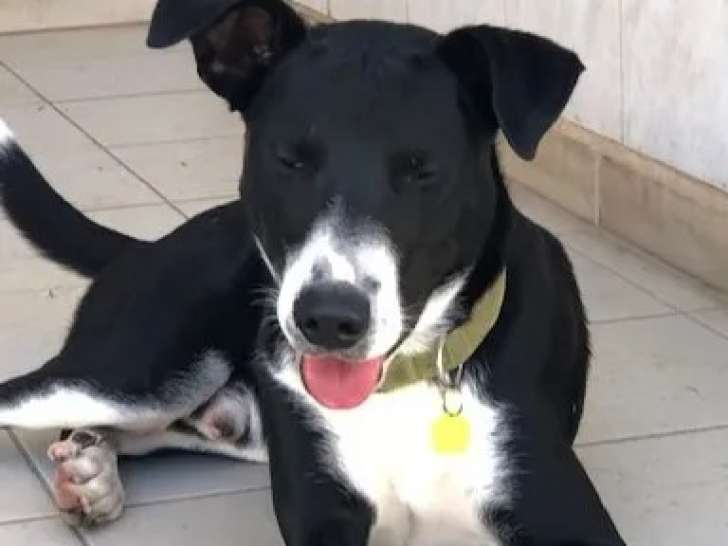 À accueillir : chien noir avec marque blanche