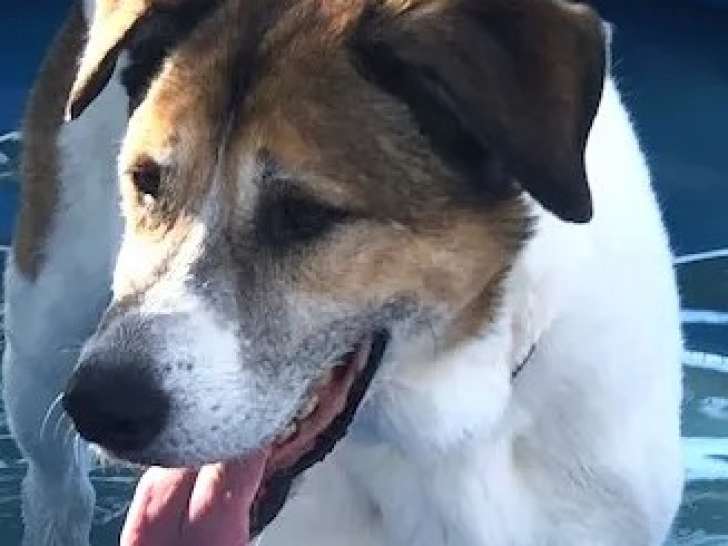 En quête d’un foyer : chien Saint-Bernard de 10 ans