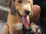 Adoption disponible : chien Griffon d’un an