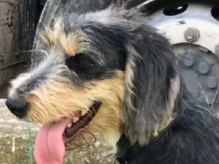 À la recherche d’un foyer : chien Griffon d’un an