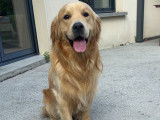 Mâle Golden Retriever disponible pour saillie