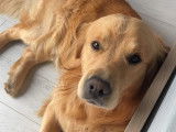 Mâle Golden Retriever disponible pour saillie
