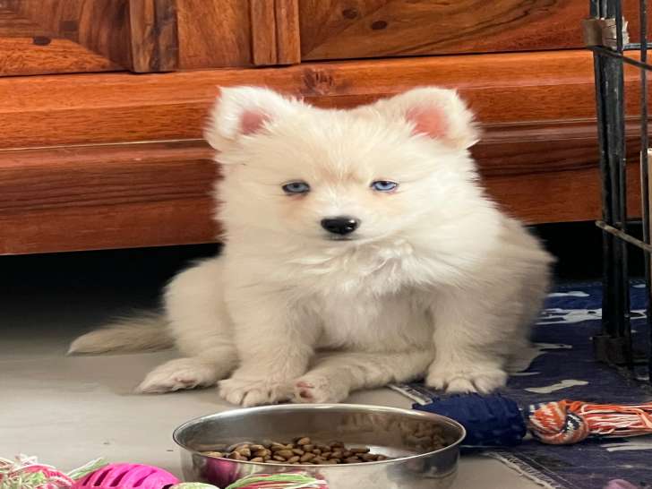 Femelle Pomsky F3 à vendre