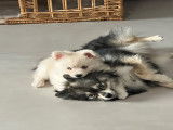 Femelle Pomsky F3 à vendre