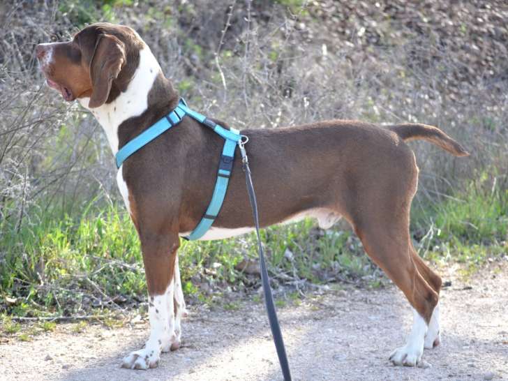 Moncho, chien très bon, joueur et adorable à adopter en association
