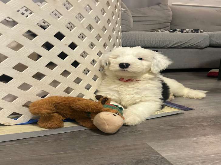 Chiots Berger Anglais à vendre