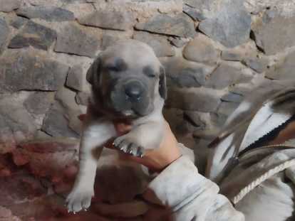 Chiots de race Cane Corso &agrave; vendre (2 femelles & 3 m&acirc;les)