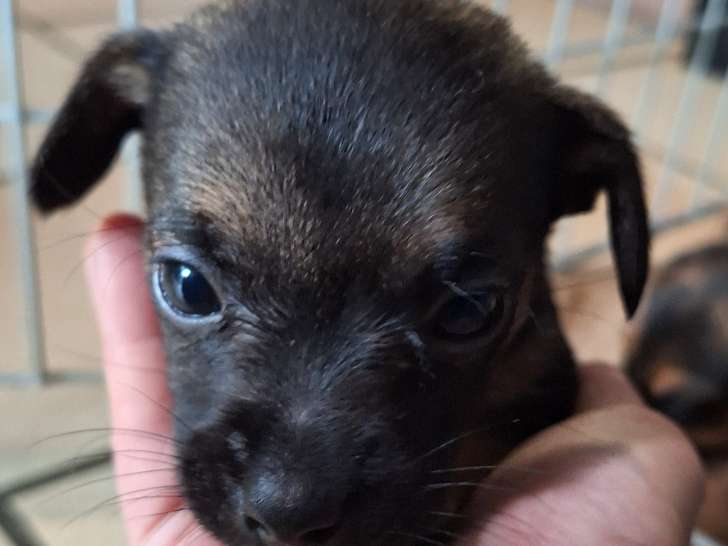 Chiots Yorkshire croisés Jack Russel à placer
