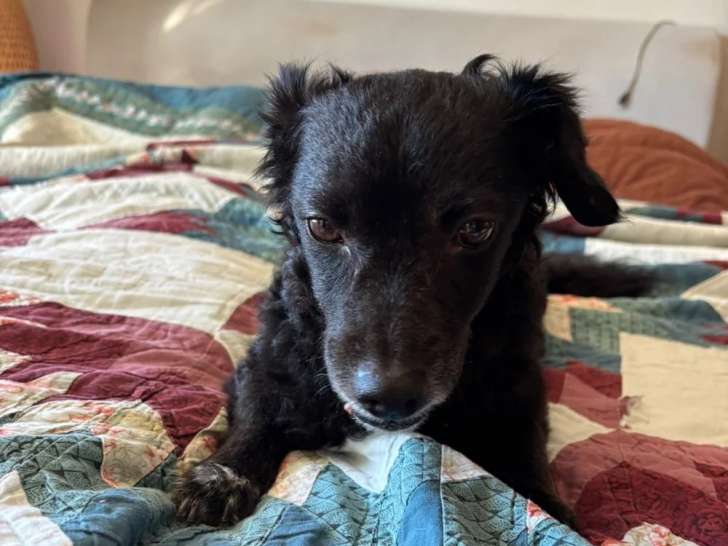 Hickié chien adulte à adopter en association