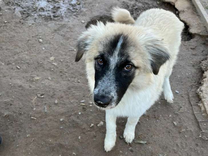 Tanguy, jeune chien à adopter en association