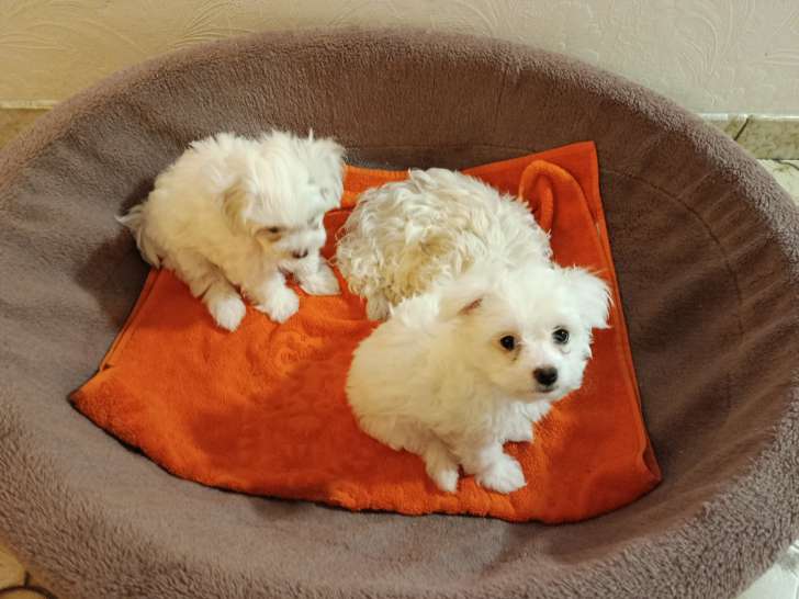 Chiots mâles Bichon Maltais à vendre