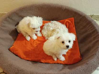 Chiots mâles Bichon Maltais à vendre