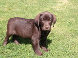 Chiot femelle Labrador chocolat disponible