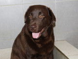 Labrador chocolat mâle à donner