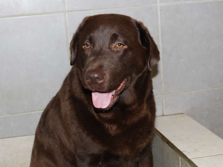 Labrador chocolat mâle à donner