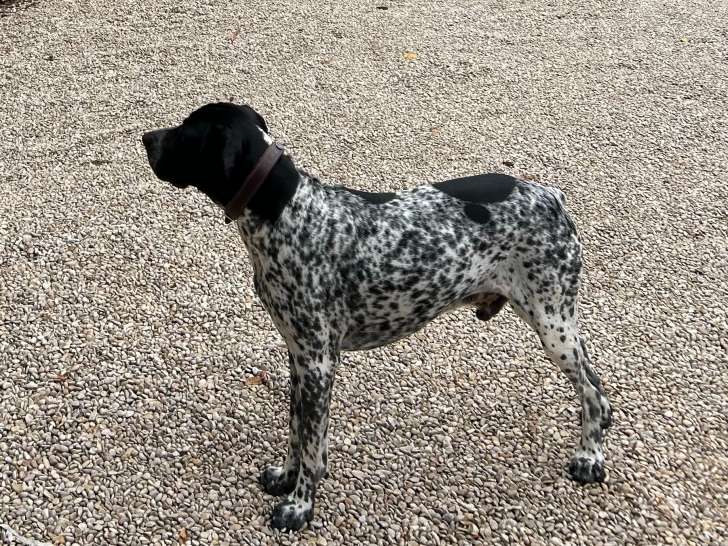 Mâle Braque d'Auvergne disponible pour saillie