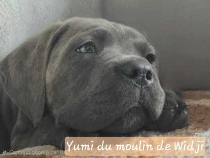 Magnifiques femelles Cane Corso avec pedigree &agrave; vendre