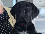 Magnifiques femelles Cane Corso avec pedigree à vendre