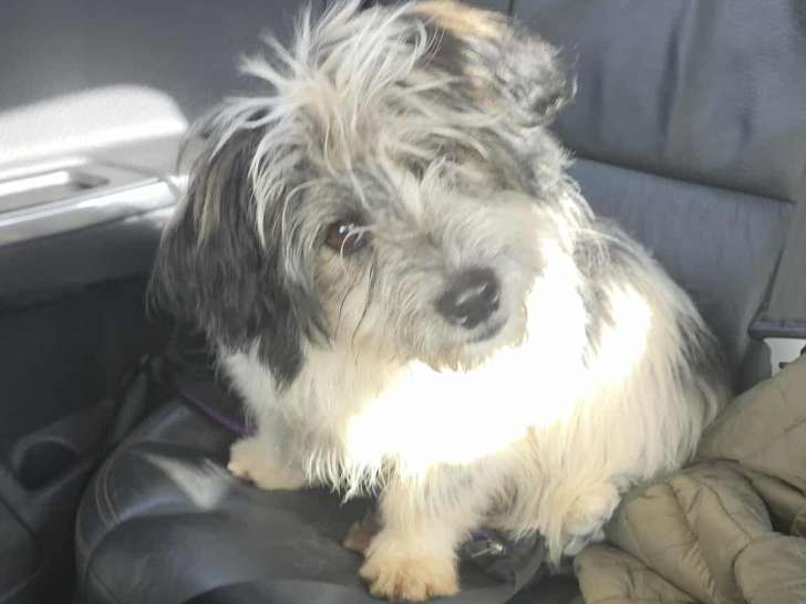 Quasar, jeune chiot de 8 mois à adopter en association