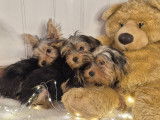 Magnifiques chiots Yorkshire Morkie prêts pour l'adoption