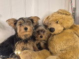 Magnifiques chiots Yorkshire Morkie prêts pour l'adoption