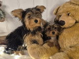 Magnifiques chiots Yorkshire Morkie prêts pour l'adoption