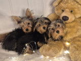 Magnifiques chiots Yorkshire Morkie prêts pour l'adoption