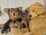 Magnifiques chiots Yorkshire Morkie prêts pour l'adoption