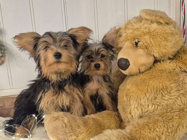 Magnifiques chiots Yorkshire Morkie prêts pour l'adoption