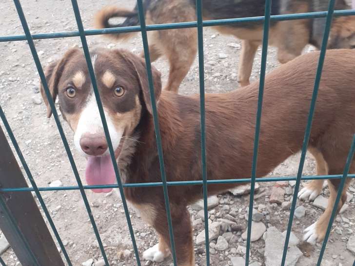 Toby, chien à adopter en association